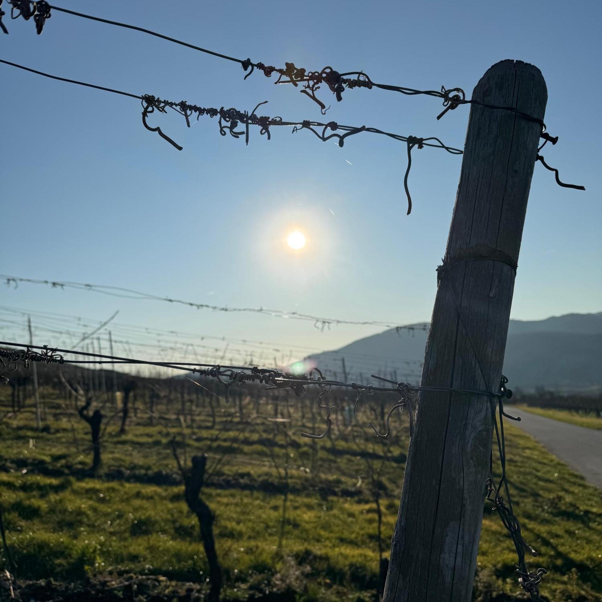 ブラウンエーベルク Weingut Tiliahof Bed & Breakfast エクステリア 写真