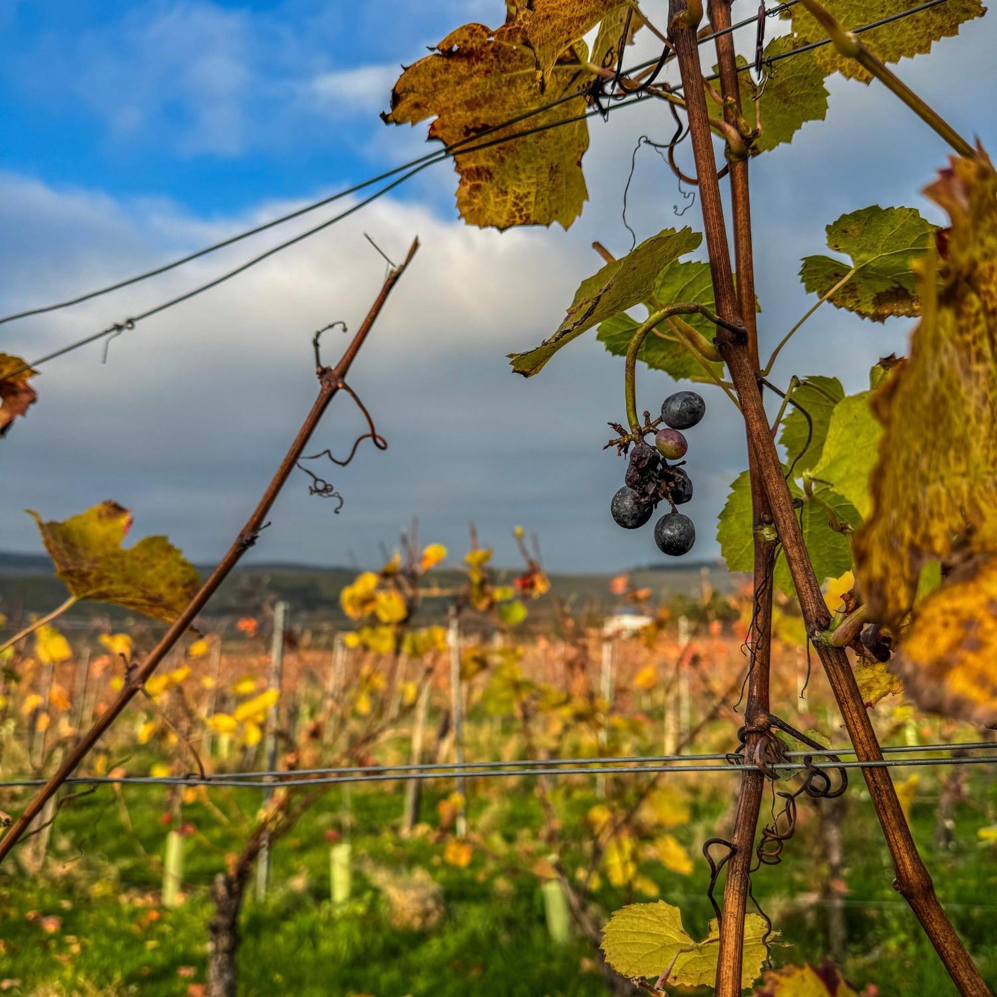 ブラウンエーベルク Weingut Tiliahof Bed & Breakfast エクステリア 写真